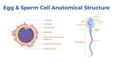 İnsan yumurta hücresi anatomisi. Döllenme, jinekoloji ve lV araştırmaları.