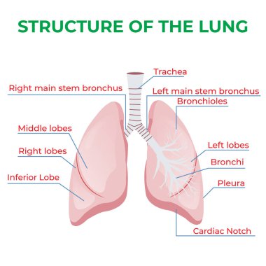 Akciğerler, oksijen ve karbondioksit değişimi için kılcal damarlardan oluşan soluk borusu bronşlardan ve alveollerden oluşur.