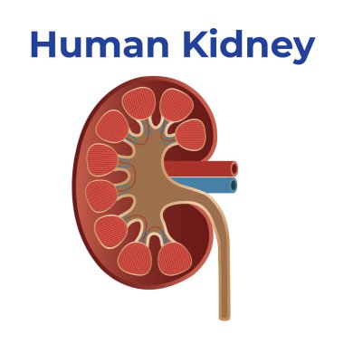 İnsan böbreği kanı filtreler atık dengeyi sağlar sıvılar idrarı düzenler ve elektrolit dengesini sağlar.