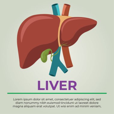 İnsan karaciğeri, kimyasalları temizleyen, safra kesesi üreten, kan pıhtılaşması ve bağışıklık fonksiyonu için gerekli proteinleri sentezleyen hayati bir organdır.