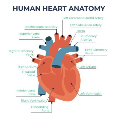 İnsan kalbi dolaşım sistemine kan pompalayan ve dokulara oksijen ve besin sağlayan kaslı bir organdır.