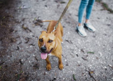 Kahverengi Staffordshire Teriyeri Dizginli Dilde