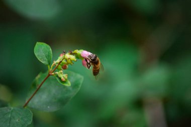 Bal arısı bir çiçekten polen topluyor Symphoricarpos makrosu koyu arkaplanı vurdu 