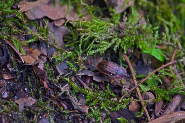 Fosfoga atrata böceği, yosun ve düşen yaprakların üzerinde sürünür. Ormandaki böcek yaşamını yakından çekerler. 