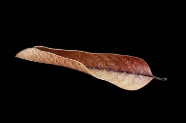 Siyah arkaplanda yaprak.