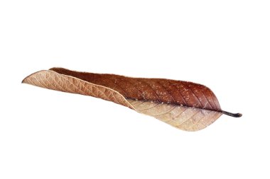 beyaz arkaplanda kuru kahverengi yaprak izole