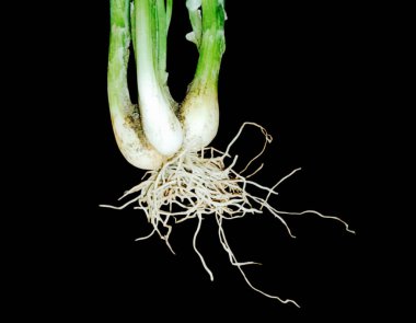 Siyah arkaplanda taze organik soğan, yakın plan.