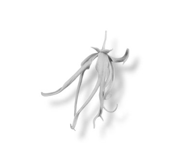 Beyaz arka planda beyaz ahtapot, 3 boyutlu resimleme