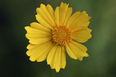 Yumuşak yeşil bokeh arkaplanlı parlak sarı çiçeğe yakın plan. Görüntü, yaprakların hassas detaylarını ve çiçeğin doğal güzelliğini net bir şekilde yakalar.