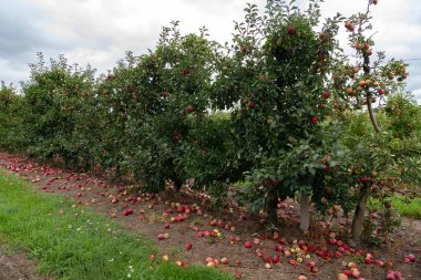 Olgun kırmızı elmalı elma çiftliklerinin manzarası. Bazıları hasat mevsiminde ağaçların altında yatıyor..