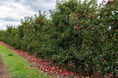 Olgun kırmızı elmalı elma çiftliklerinin manzarası. Bazıları hasat mevsiminde ağaçların altında yatıyor..