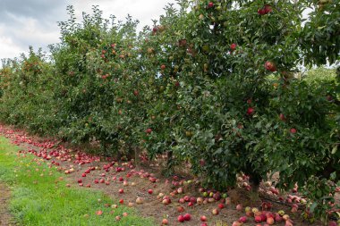 Olgun kırmızı elmalı elma çiftliklerinin manzarası. Bazıları hasat mevsiminde ağaçların altında yatıyor..