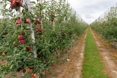 Ağaçlarda sallanan olgun kırmızı elmalar hasat mevsimine hazır elma çiftliklerinin manzarası..
