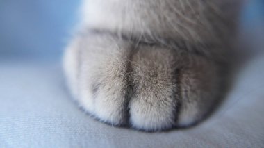 Güzel mavi gözlü kedi.