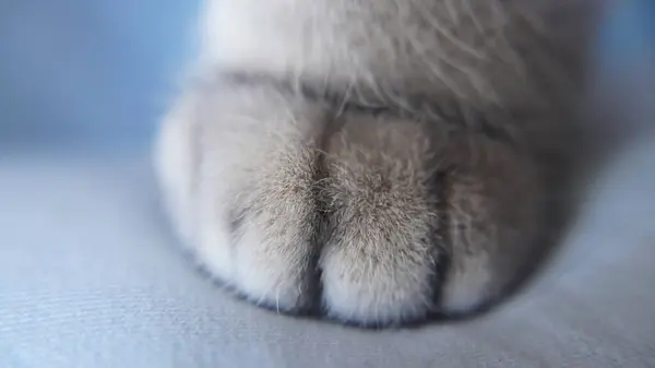 Güzel mavi gözlü kedi.