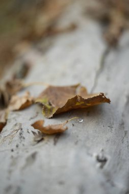 Ormanda sonbahar yaprakları