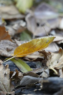 Sonbahar renkleriyle kaplı akçaağaç yaprağı. Sonbahar akçaağaç yaprağını yapayalnız bıraktı.