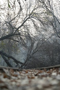 Sonbahar renkleriyle kaplı akçaağaç yaprağı. Sonbahar akçaağaç yaprağını yapayalnız bıraktı.