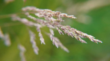 Güzel botanik fotoğrafı, doğal duvar kağıdı.