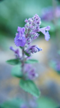 Katnip bitkisi, kedinin lamiacea familyasından uzun ömürlü bir bitkidir. Katnipplanta, lamiacea familyasından, kedinin cins bitkisinin daimi bir bitkisidir..