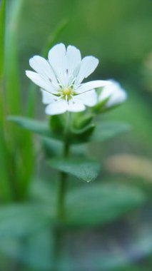 Bahçedeki güzel beyaz çiçekler