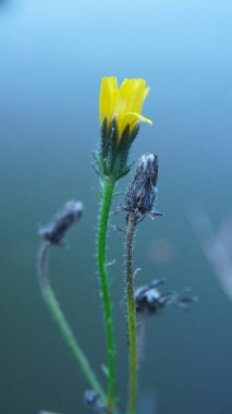 Yakın - doğadaki sarı karahindiba çiçeği manzarası