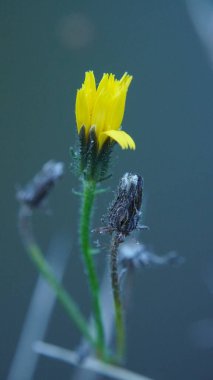 Bahçedeki güzel sarı çiçek