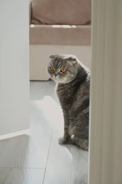 Pencerenin yanında oturan İngiliz kısa hava kedisi