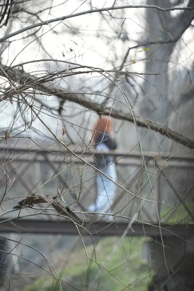 Sonbahar renkleriyle kaplı akçaağaç yaprağı. Sonbahar akçaağaç yaprağını yapayalnız bıraktı.