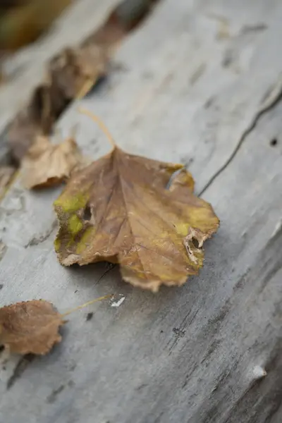 Sonbahar renkleriyle kaplı akçaağaç yaprağı. Sonbahar akçaağaç yaprağını yapayalnız bıraktı.