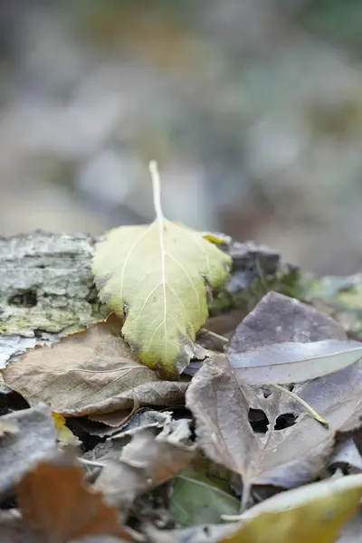 Sonbahar renkleriyle kaplı akçaağaç yaprağı. Sonbahar akçaağaç yaprağını yapayalnız bıraktı.