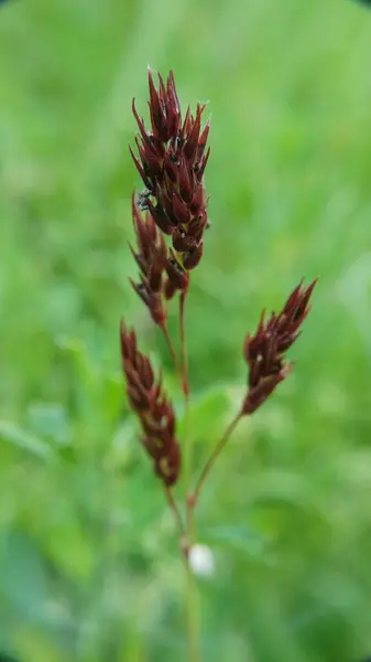 Güzel botanik fotoğrafı, doğal duvar kağıdı.