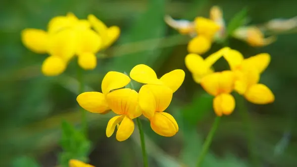 Ormanda sarı çiçekler