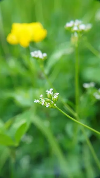 Bahçedeki yeşil çimenler