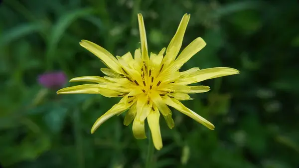 Bahçedeki güzel çiçekler