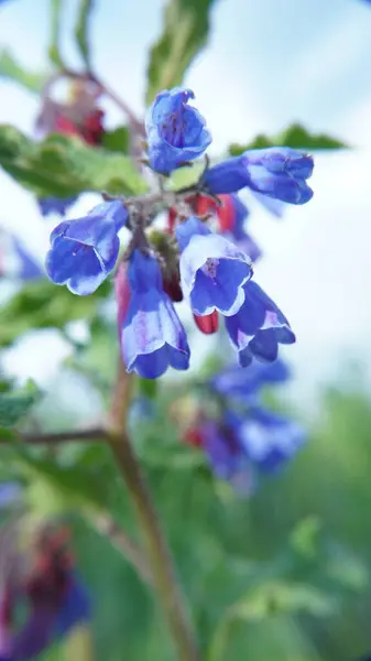 Bahçedeki güzel çiçekler