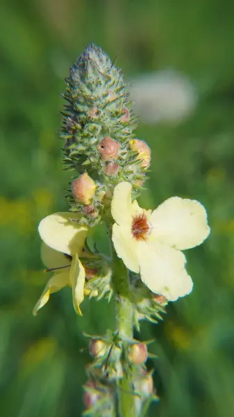 Bahçedeki güzel sarı çiçek