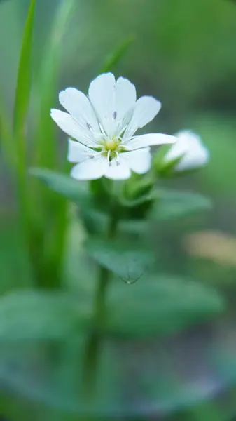 Bahçedeki güzel çiçekler