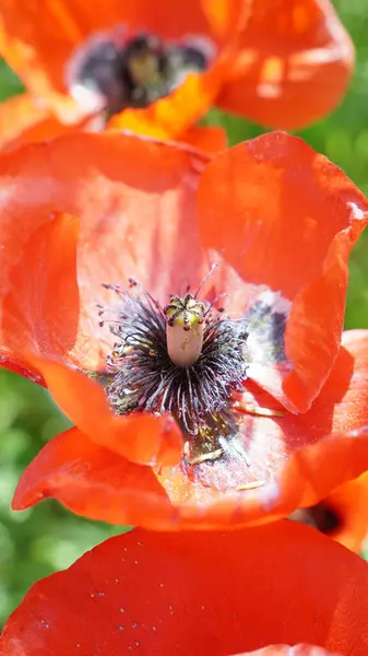 Kırmızı bir gelinciğe yaklaş