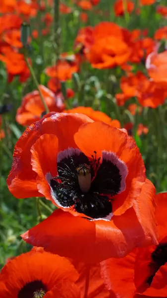 Kırmızı gelincik yazın sahada