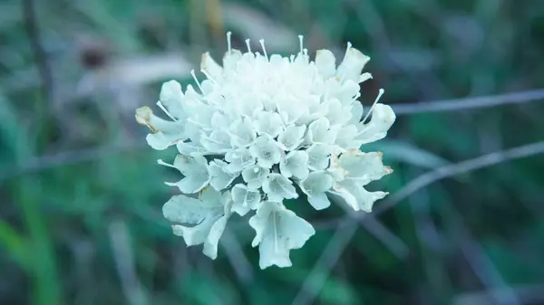 Ormanda yeşil çimlerin üzerinde beyaz çiçek