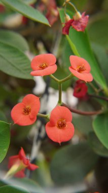 Bahçedeki güzel çiçekler