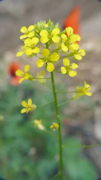 Bahçedeki güzel çiçekler