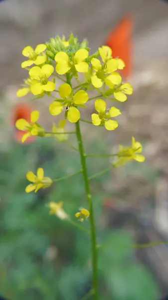 Bahçedeki güzel sarı çiçek