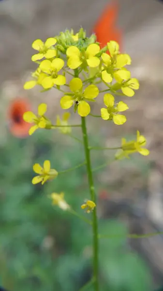 Bahçedeki güzel çiçekler