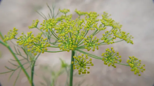 Arka planı bulanık bir çiçeğin dikey görüntüsü.
