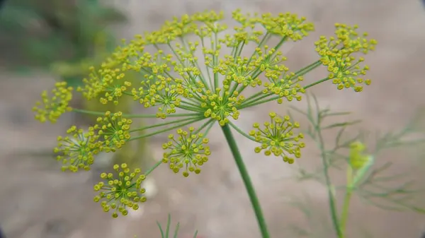 Güzel botanik fotoğrafı, doğal duvar kağıdı.