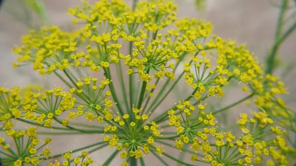 Bahçedeki yeşil bitki