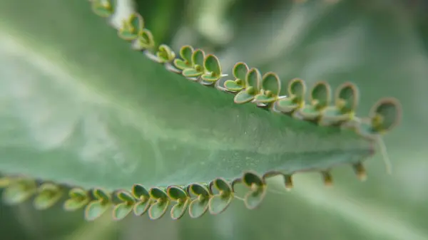 Güzel botanik fotoğrafı, doğal duvar kağıdı.