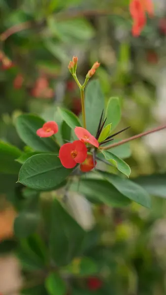 Bahçedeki kırmızı çiçek